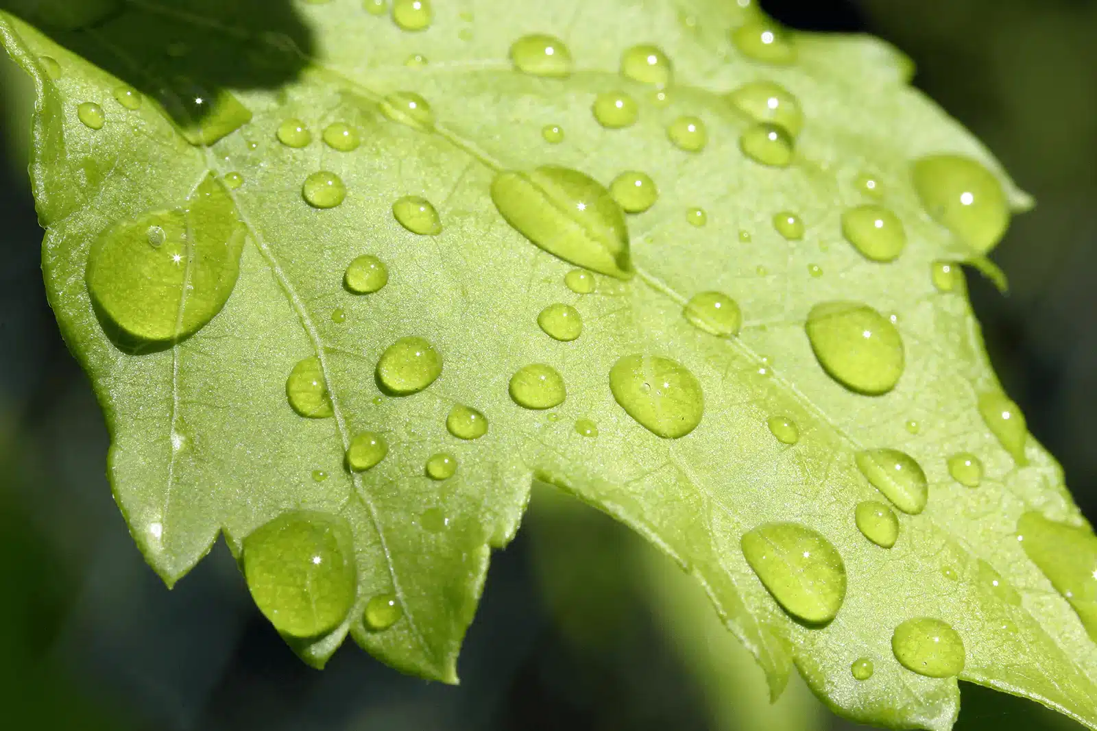Fresh green leaf with water droplets