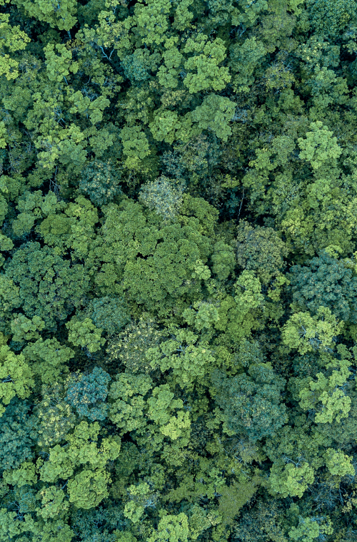 CESR & Reforestation Support