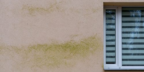 Green mould on the rendered facade of a building