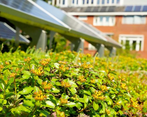 solar panel on a green living roof